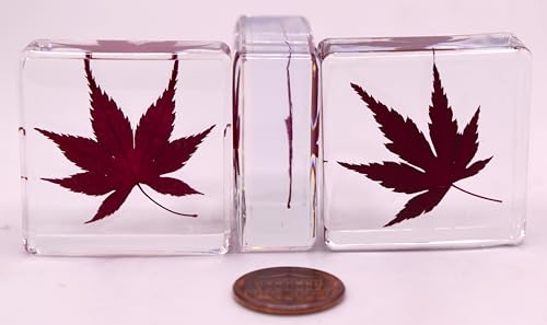 Image of 1.5 inch Real Red Japanese Maple Leaf in Crystal Clear Lucite Resin Specimen Dried Pressed Botanist Herb Herbarium Crafts Collection for Botany Science Education & Desk Ornament Display Supplies