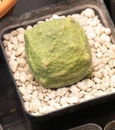 プセウドリトス」の人気商品一覧 | 安い商品を通販サイトから探す
