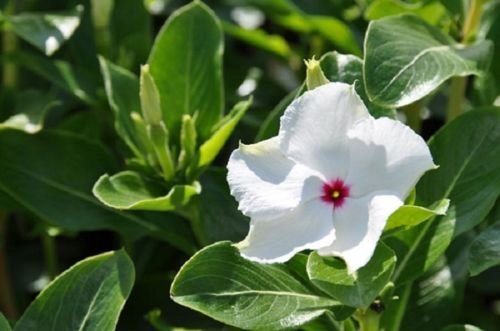 Graines de fleurs de VINCA MENTHE POIVRÉE FRAÎCHE PARFUMÉES PERIGÈRE ANNUEL Paquet de 100 graines
