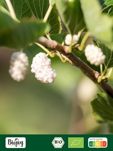 Biojoy BIO-Maulbeeren getrocknet (1 kg), weiß, ungeschwefelt