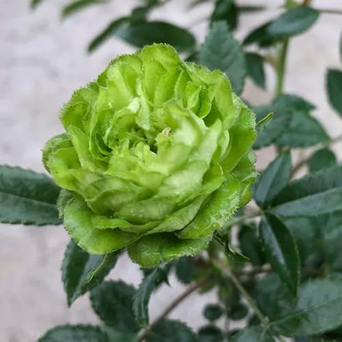 Semillas de rosal, Rosa chinensis, arbustos resistentes Las rosas trepadoras compran semillas, Las rosas trepadoras son perennes y resistentes. semillas de plantas exóticas semillas de 250pcs