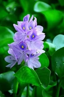 Water Hyacinth Floating Pond Plant - Pond Flower - Koi Pond Plants (2)