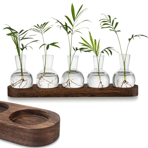 FUNNTY Desktop Plant Propagation,with Wooden Stand Glass Vase Hydroponic Planter Gifts Terrarium for Plant Lovers Indoor Home Garden Office Decoration (5 Glass Vase &1 Tray Display)