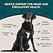 Animal Essentials Heart Health for Dogs & Cats - Cardiovascular Support Supplement, Healthy Heart, Organic Hawthorn Berry, Herbal Tincture - 2 Fl Oz
