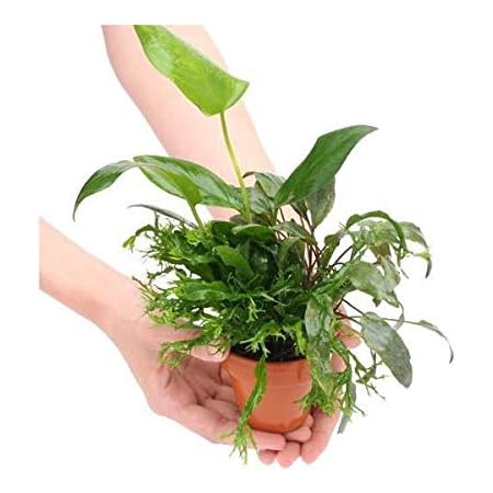 Amazon 水草 素焼き鉢 寄せ植えミックス ｖｅｒ アヌビアス ミクロソリウム クリプトコリネ １個 北海道航空便要保温 Charm チャーム 生体水草 通販