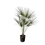 chamaerops humilis vulcano entretien Chamaerops Humilis su manico – 160 cm – Ø 28 cm