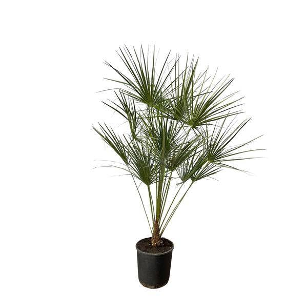 Chamaerops Humilis na łodydze - 160 cm - Ø 28 cm