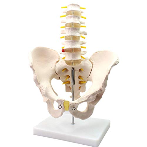 Bassin masculin avec 5 vertèbres lombaires modèle d'anatomie humaine