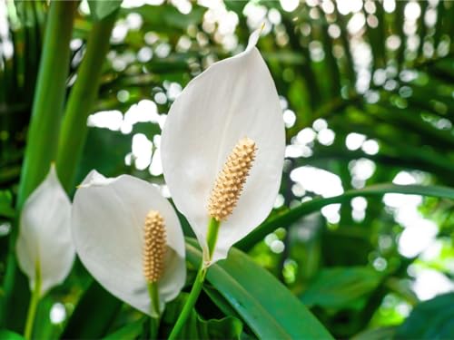 Image of Original Live Peace Lily or Spathiphyllum Plant Air purifier Good luck plant (Pack of 1 Without Pot)