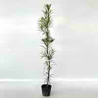 まきの木 41rfutOJwkL._AC_SY200_QL15_.jpg