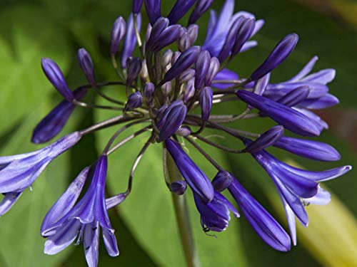 Risala 20 Samen Agapanthus Praecox Zwerg Blue Lily of The Nil Blumensamen Cover