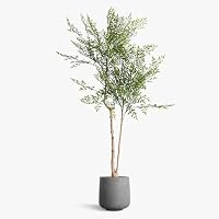 Amazon｜HGJH 大型 人工観葉植物 フェイクグリーン 180CM おしゃれ