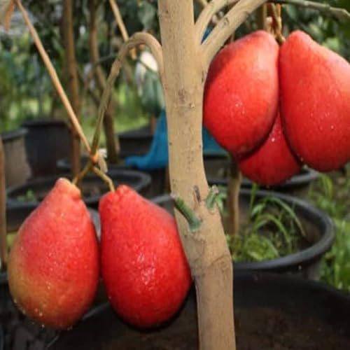 Image of GreenWorld Special Big Size Thai Red Batabi Lemon /Lebu Plant,(GRAFTED /GUTI KOLOM) Healthy Live Plant,''Fruit After 1 Year''