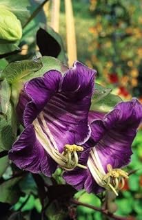 SeeKay Cobaea scandens Purple - 10 Seeds - Annual Climber