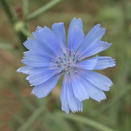 semi di cicoria resistenti - decorazione giardino selvatici aperto serra balcone 300pcs