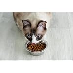 Van Ness Pets Lightweight Stainless Steel Cat Bowl, 8 OZ Food And Water Dish, Natural - Image 3
