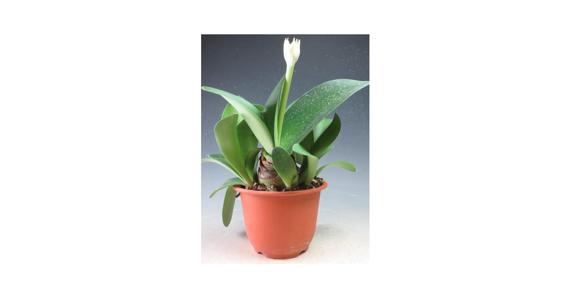 Amazon｜花芽付き！白花マユハケオモト/ハエマンサス （3849