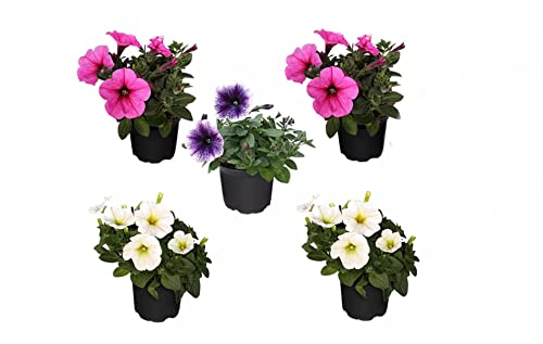 Petunias naturales DECOALIVE en pack de 5 unidades para exterior