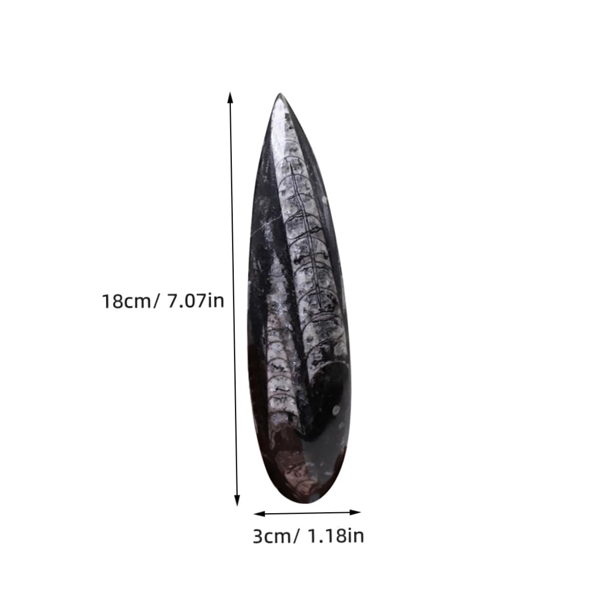 Fossile di Orthoceras Nero Grande per Scopi Educativi Materiale Minerale Autentico per Laboratorio di Paleontologia e Didattica Scientifica