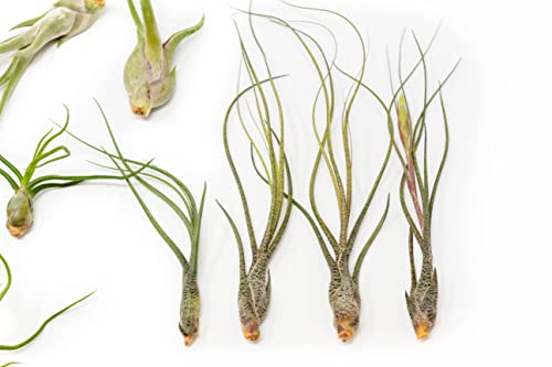 Pack Of "Wild Ones" Air Plants - Tillandsia Caput Medusae, Butzii & Bulbosa Guatemala - Air Plants Live Succulent House Plants For Holders - Available In Wholesale And Bulk Sale- Home And Garden Decor - Easy Care Indoor And Outdoor Plants (Pack Of 12) #TOP2