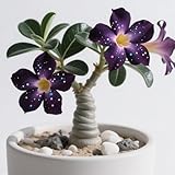 Winterhart/selten/Wüstenrose/Wüstenrosenknollen/Innendekoration/schöne mehrjährige Gartenbepflanzung-1Rhizom-A