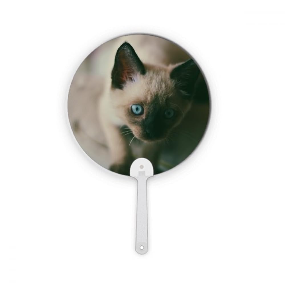 Éventail rond portable chaton gris aux yeux bleus en plastique pour déco