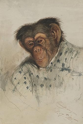 Toile peinture murale chimpanzé Edward Lear tirage d'art premium 60x90cm