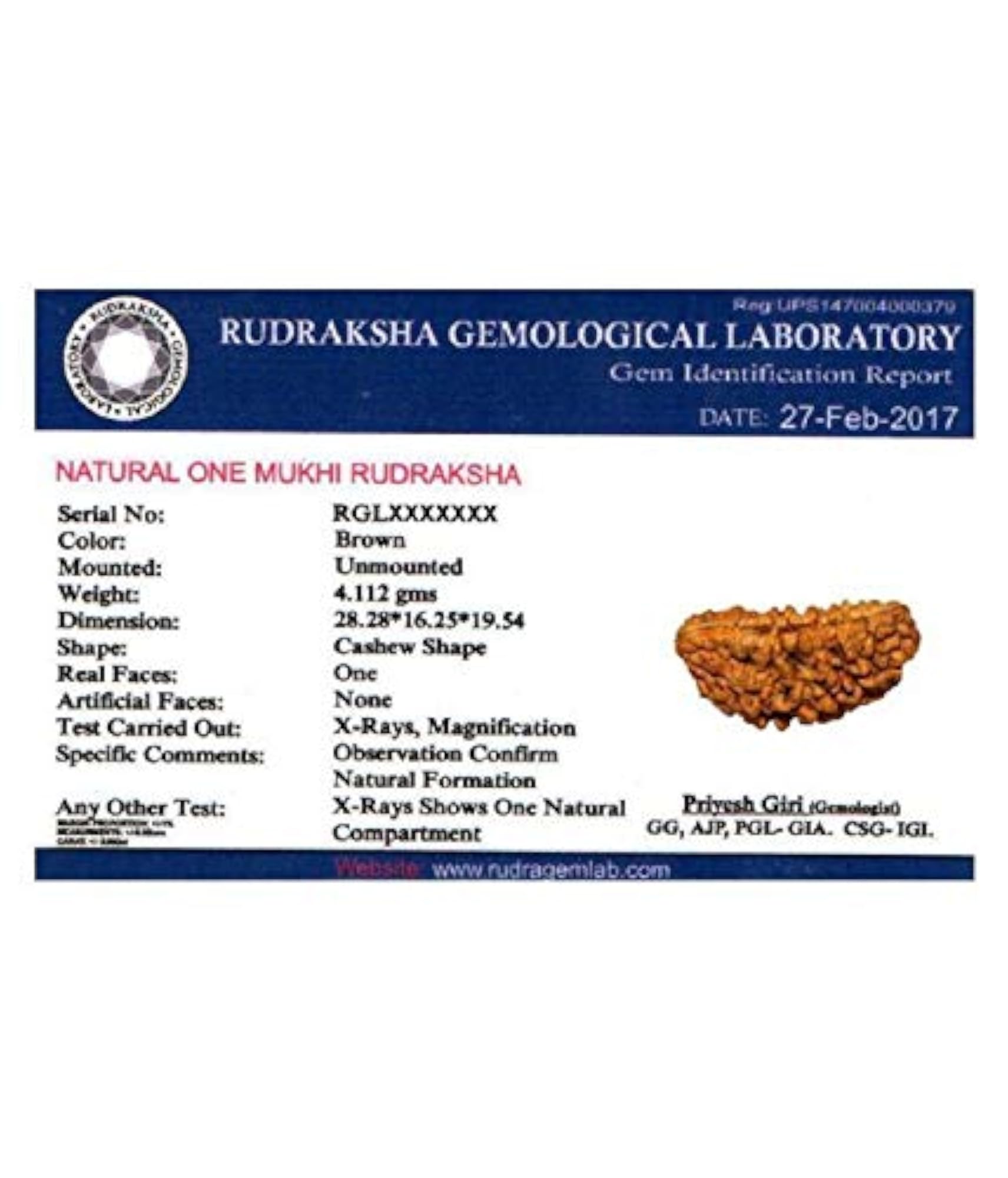 Natural 1 Mukhi Rudraksha Bead, Lab Certified