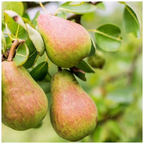 Dwarf Williams' Bon Chrétien Pear Tree in 4L Pot, Old English Dessert Pear