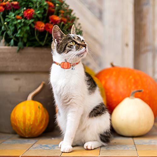PUPTECK Autumn Cat Breakaway Collar with Bell - 3 Pack Adjustable Kitty Collars with Autumn Pattern and Cute Turkey… - Image 7