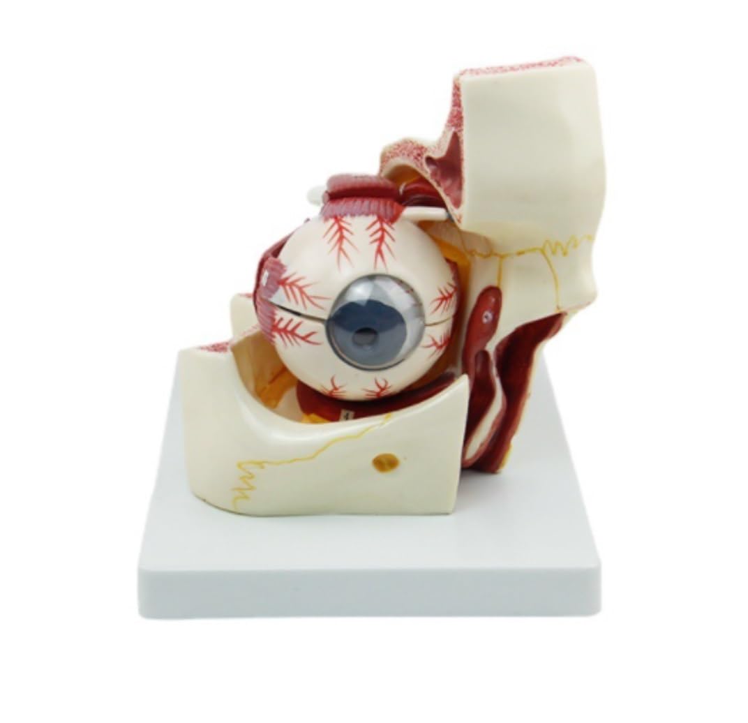 Anatomía De La Educación Modelo Anatómico De Ojo Humano Agrandado 3X, Globo Ocular Y Esqueleto Párpado, Pantalla Anatómica Órbita Muñeca de Anatomía