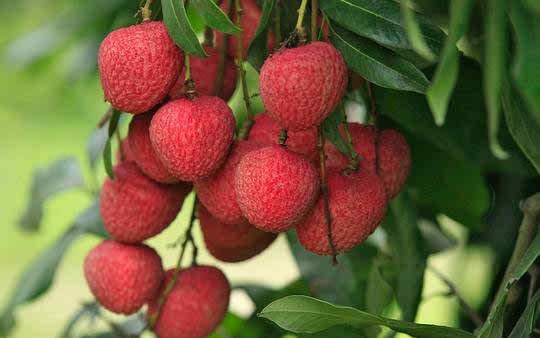 Oxygreenplant Bombai Lichi, Leechee, Lychee, Litchi, Litchu Air Layering Grafted Healthy Live fruit Plant Actual Plant Height .1 ft to 2 ft, (Hybrid, Pack of 1) (B0BYJ53YK8) Amazon Price History, Amazon Price Tracker