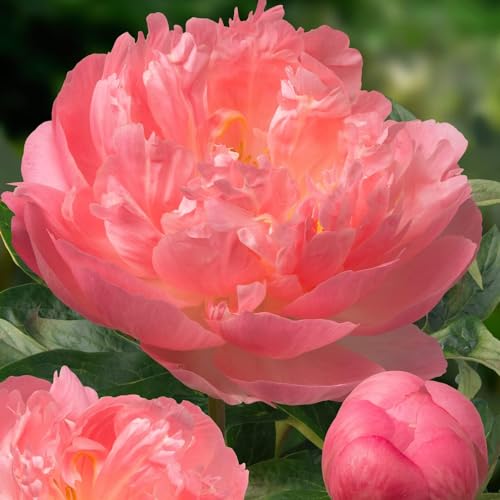 Pivoine à Planter Coral Passion - 1 Racine - Plante Vivace Extérieur - Grande Pivoine Hybride Rustique - Naturelle Plante de Hollande - Pour Jardin et Pot (pas de graines, non artificielle)