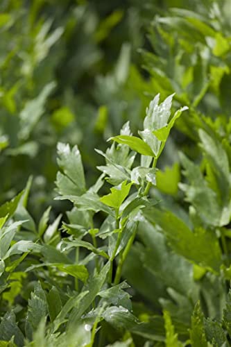 Levisticum officinale 9x9 cm Topf – Winterhart, Mehrjährig, Pflegeleicht – Liebstöckel – Kräuterpflanze für Garten & Balkon