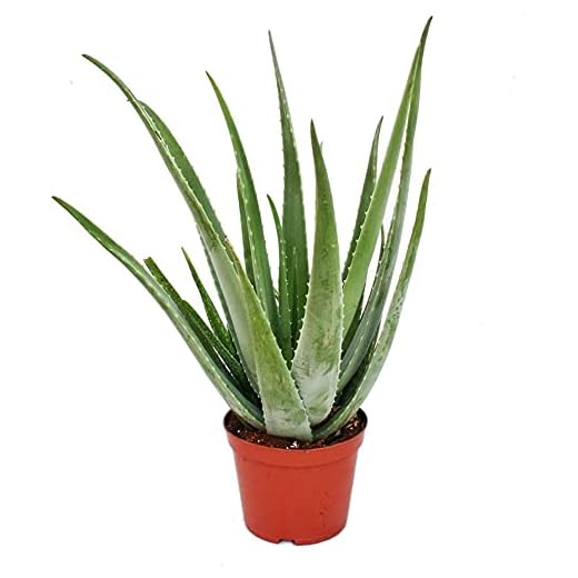 Aloe Vera 30cm Altura Aloe Barbadensis Planta de Uso Medicinal con Muchas Propiedades