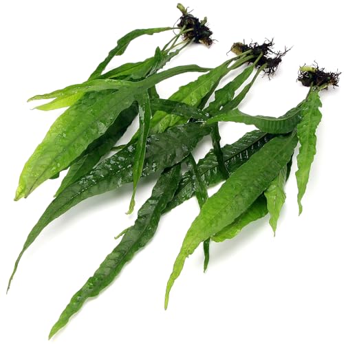 K2AQUA 3X Bunches Large Java Fern Live Aquarium Plants Microsorum Pteropus Rhizome Freshwater Tropical Tank