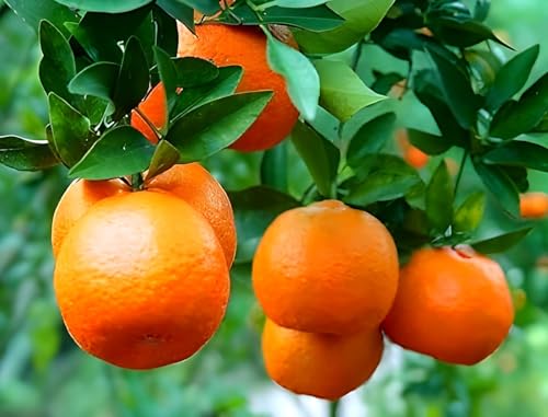 Image of Sweet Nagpur Mandarin Variety Orange Hybrid Grafted Healthy Live Plant1.5-2 Ft Size(Fruit After 1 Year) Pack of 1