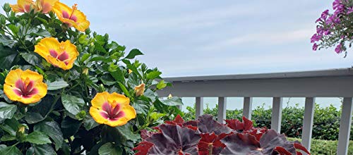 2 Gal Yellow And Red Tropical Hibiscus Rico Suave Annual Plant #TOP2