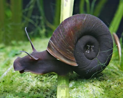 Garnelio 10x Teich Posthornschnecke - Planorbella duryi duryi - braune Posthornschnecke als Algenfresser & Putztrupp - friedliche Aquariumschnecke & Teichschnecke gegen Algen