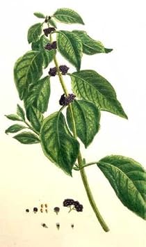 Fine Art Collectibles