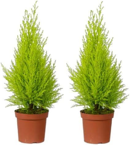 DECOALIVE Ciprés Goldcrest - Pack 2 Plantas - Árboles Amarillos p...