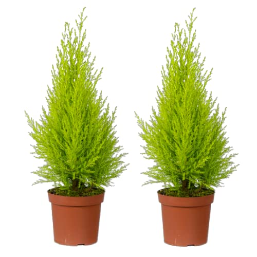 DECOALIVE Ciprés Goldcrest - Pack 2 Plantas - Árboles Amarillos para Exterior