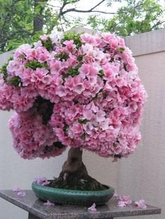 Japanese Sakura Flowering Cherry Tree Seed - Prunus serrulata Seeds - Cherry Blossom Balcony Bonsai Garden 20PCS Japanese Sakura Flowering Cherry Tree Seed - Prunus serrulata Seeds - Cherry Blossom Balcony Bonsai Garden 20PCS