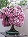 Japanese Sakura Flowering Cherry Tree Seed - Prunus serrulata Seeds - Cherry Blossom Balcony Bonsai Garden 20PCS