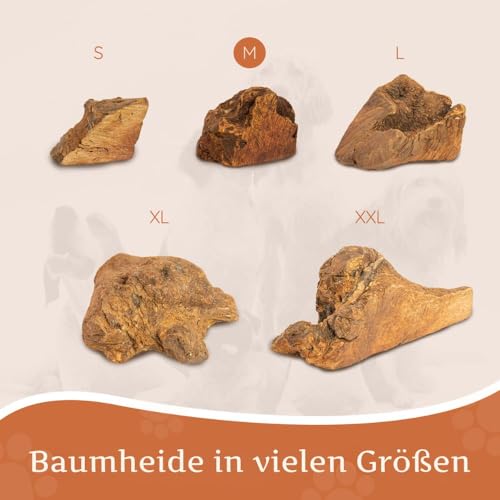 Wildfang® Kauwurzel aus Baumheide für Hunde, Größe M - Natürliches Kauspielzeug Hund, splitterfreies Hundespielzeug zur Zahnpflege Hund & Welpenspielzeug (für Hunde 15–25 kg), 1 Stück