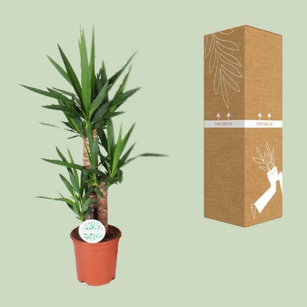 Palmlilie Yucca ca. 90 cm hoch Zimmerpflanze Ø21 cm ca. 90 cm