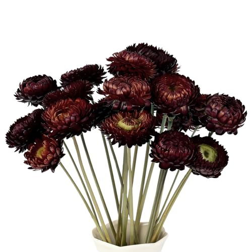 20 Stück Trockenblumen Mehrfarbige Getrocknete Gänseblümchen...
