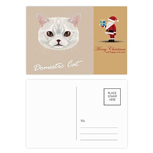 Cartes postales chat blanc lot de 20 pour transmettre vos émotions