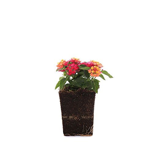 Plants by Post Little Lucky Lantana Camara, Red