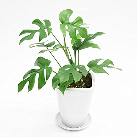 Amazon Co Jp モンステラ ミニマ陶器鉢入り 卓上ミニサイズ 陶器受け皿付 バーク付 ホーム キッチン